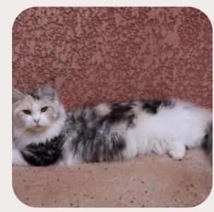 Vente chat maine coon marseille achat chaton maine coon aix en provence eleveur chat maine coon bouches du rhone elevage chaton maine coon 13