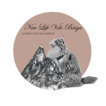 Vente chat maine coon marseille achat chaton maine coon aix en provence eleveur chat maine coon bouches du rhone elevage chaton maine coon 13