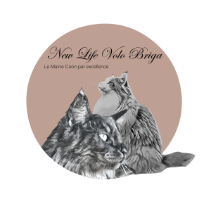 13 Sale of Maine Coon cats & Purchase of kittens - Marseille