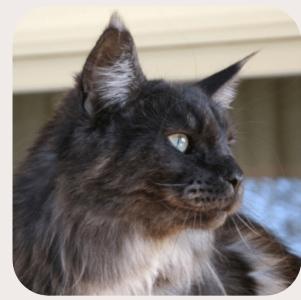 Vente chat maine coon marseille achat chaton maine coon aix en provence eleveur chat maine coon bouches du rhone elevage chaton maine coon