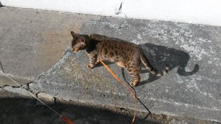Vente chat LOOF, achat chaton LOOF, éleveur félin