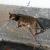 Vente chat maine coon vente chat bengal vente chat sacre de birmanie eleveur felin