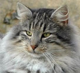 Norwegian cat for sale, Skogkatt kitten, feline breeder