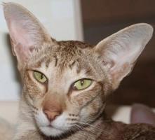 Oriental Shorthair cat for sale, kitten for sale cat breeder