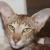 Vente chat oriental shorthair achat chaton oriental shorthair eleveur chat oriental shorthair eleveur felin chatterie
