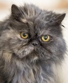 Persian cat for sale, Persian kitten for sale, cat breeder