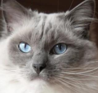Ragdoll cat for sale, Ragdoll kitten, feline breeder