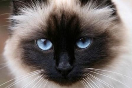 Sacred Birman cat for sale, Birman kitten for sale, breeder