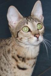 Savannah cat for sale, Savannah kitten, feline breeder