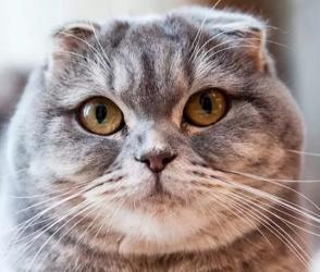 Scottish Fold cat for sale, Scottish Fold kitten breeder