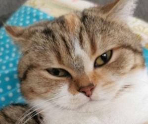 Scottish Straight cat for sale, Scottish Straight kitten