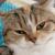 Vente chat scottish straight achat chaton scottish straight eleveur chat scottish straight eleveur felin