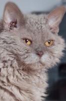 Vente chat Selkirk Rex, achat chaton Selkirk Rex, éleveur