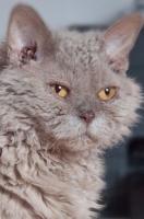 Selkirk Rex cat for sale, Selkirk Rex kitten for sale