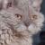 Vente chat selkirk rex achat chaton selkirk rex eleveur chat selkirk rex eleveur canin