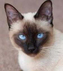 Siamese cat for sale, Siamese kitten, feline breeder