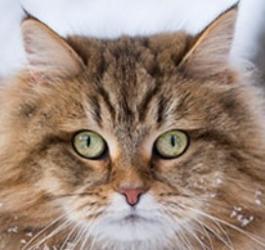 Siberian cat for sale, Siberian kitten, feline breeder