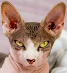 Sphynx cat for sale, Sphynx kitten, Sphynx cat breeder