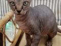 Vente chat sphynx bordeaux achat chaton sphynx talence eleveur chat sphynx gironde elevage chaton sphynx 33