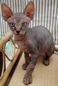 33 Sphynx cat sale & kitten purchase - Bordeaux