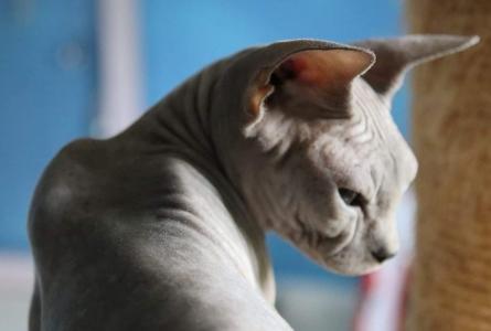 Vente chat sphynx lyon achat chaton sphynx villeurbanne eleveur chat sphynx rhone elevage chaton sphynx 70