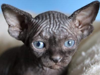 Vente chat sphynx paris achat chaton sphynx paris eleveur chat sphynx 75 elevage chaton sphynx 1