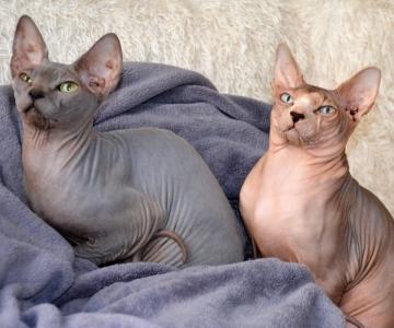 Vente chat sphynx paris achat chaton sphynx paris eleveur chat sphynx 75 elevage chaton sphynx 75