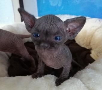 Vente chat sphynx paris achat chaton sphynx paris eleveur chat sphynx 75 elevage chaton sphynx ile de france 1