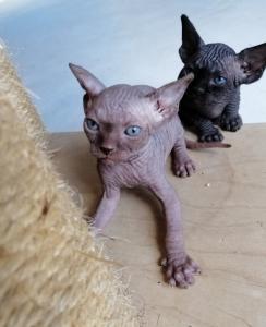 Vente chat sphynx paris achat chaton sphynx paris eleveur chat sphynx 75 elevage chaton sphynx
