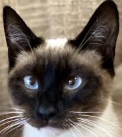Tonkinese cat for sale, Tonkinese kitten, cat breeder