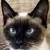 Vente chat tonkinois achat chaton tonkinois eleveur chat tonkinois eleveur felin chatterie