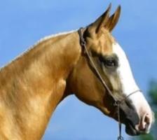 Akhal-Teke horse for sale, Akhal-Teke foal for sale, breeder