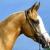 Vente cheval akhal teke achat poulain akhal teke jument akhal teke a vendre eleveur cheval akhal teke eleveur equin