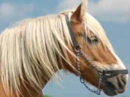 Vente cheval ardennais achat poulain ardennais jument ardennaise a vendre eleveur cheval ardennais eleveur equin