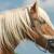 Vente cheval ardennais achat poulain ardennais jument ardennaise a vendre eleveur cheval ardennais eleveur equin