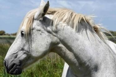 Camargue horse for sale, Camargue mare, horse breeder
