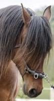 Vente cheval Castillonnais, achat hongre Castillonnais