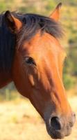 Corsican horse for sale, Corsican foal, horse breeder