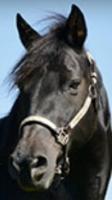 Vente cheval Criollo, achat poulain Criollo, éleveur équin