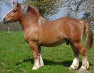 Breton draft horse for sale, Breton foal purchase, breeder