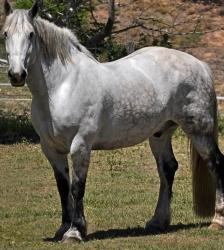 Sale of Percheron draft horse, purchase of Percheron foal