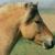 Vente cheval fjord achat poulain fjord jument fjord a vendre eleveur cheval fjord eleveur equin