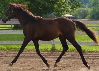 French Trotter horse for sale, foal purchase, equine breeder