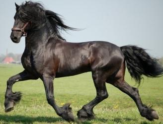 Friesian horse for sale, Friesian foal, horse breeder