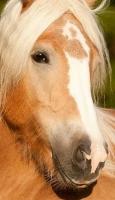 Vente cheval haflinger achat poulain haflinger jument haflinger a vendre eleveur cheval haflinger eleveur equin
