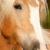 Vente cheval haflinger achat poulain haflinger jument haflinger a vendre eleveur cheval haflinger eleveur equin