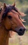 Vente cheval Henson, achat poulain Henson, éleveur équin