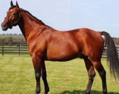 Le Selle Français horse for sale, horse breeder ad