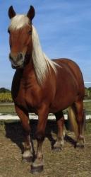 Horse for sale Le Trait Comtois, foal purchase Trait Comtois