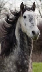 Lusitano horse for sale, Lusitano foal for sale, breeder